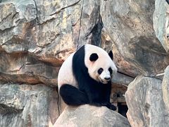 -广州长隆野生动物世界