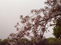 -西湖外事游船(花港观鱼码头)