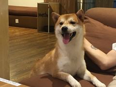 -柴务处·柴犬主题狗咖