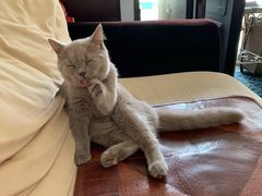 -美联众合宠物医院·爱萌分院·内外科·猫科中心