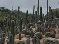 -深圳仙湖植物园