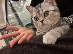 -有喵·猫咖·狗咖·30几只猫10只小狗(岗厦店)