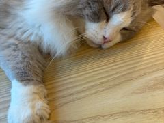 -有喵·猫咖·狗咖·30几只猫10只小狗(岗厦店)
