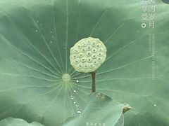 -黄兴公园