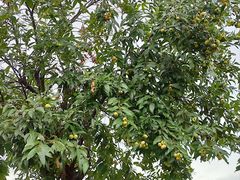 -寮步香市古镇休闲景区