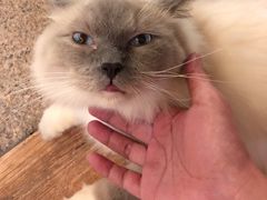 -more than meow吴止猫主题餐厅(承德 中船汇店)