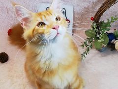 -十年猫舍·猫咪专门店(普陀店)