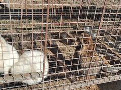 -青峰峡国家森林公园