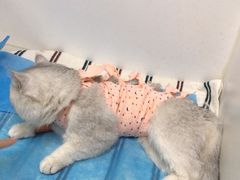 -纳吉亚猫专科动物诊疗中心(蒋宅口分院)