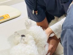 -佩兹宠物医院肿瘤专科·眼科·牙科(黄浦店)