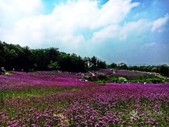 -大塘金香草谷