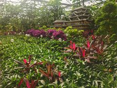 -南宫五洲植物乐园