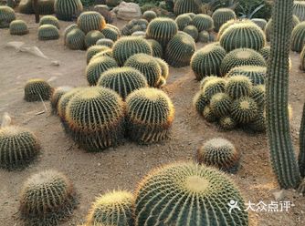上海旅游攻略|来看植物啦