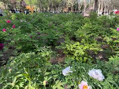 -洛阳市隋唐城遗址植物园