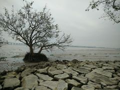 -宝安西湾红树林湿地公园