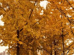 -高庙村(地铁站)