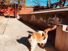 -大觉寺-停车场