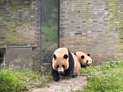 -都江堰中华大熊猫苑