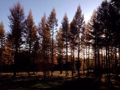 -塞罕坝国家级自然保护区