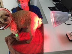 -佑安动物医院·全科·内窥镜中心(幸福巷店)