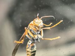 -上海大自然野生昆虫馆(东方明珠·爬宠昆虫探索中心)