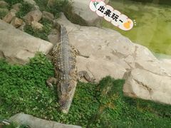 -青岛森林野生动物世界