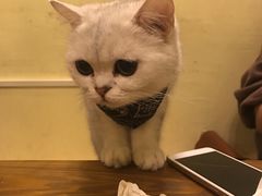 -猫色咖啡·猫咖