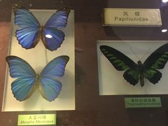 -上海昆虫博物馆