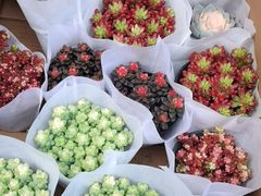 -循礼门鲜花花市(武汉循礼门店)