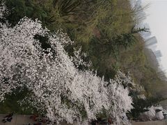 -武汉大学-樱园