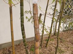 -杭州植物园
