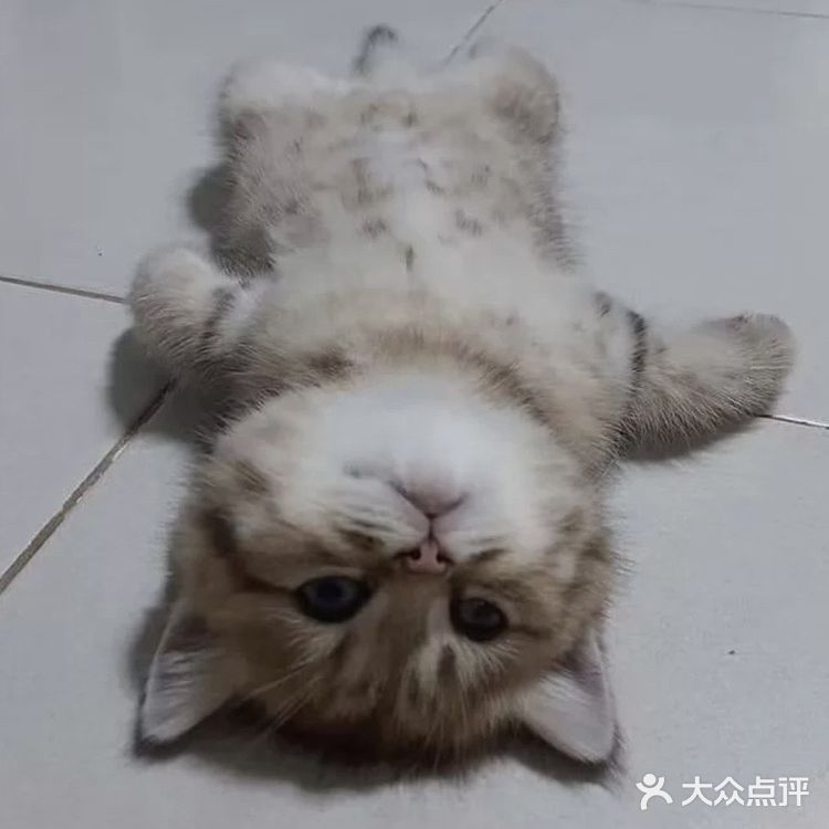 有美团会员的话双拼可便宜了！