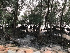 -宝安西湾红树林湿地公园