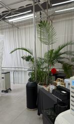 -BOF HAIR BY HONTO