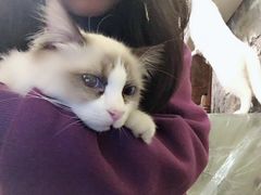 -猫色咖啡·猫咖