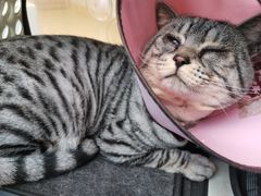 -芭比堂动物医院·犬猫全科·异宠专科(雁塔分院)
