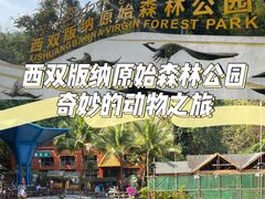 -西双版纳原始森林公园