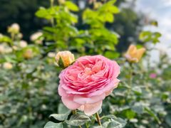 -人民公园(罗湖区)