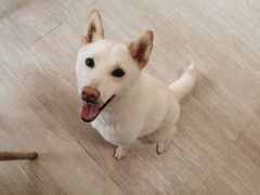 -柴犬高等学院·狗咖·柴犬售卖·宠物训练