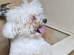 -佳雯宠物医院·皮肤科·内外科(春晓路分院)