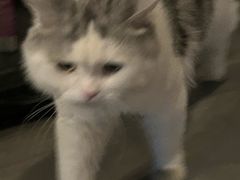-Mr.Fox狐狸先生超级密室(南山店)