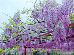 -嘉定紫藤园
