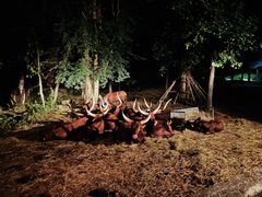 -清迈夜间动物园