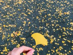 -三里屯东五街银杏大道
