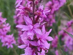 -天津东丽湖风景区