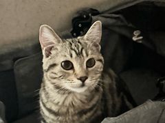 -中农大我爱我爱动物医院·核磁CT·猫病·24小时夜诊中心(石佛营店)