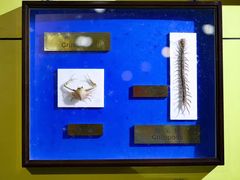 -上海昆虫博物馆