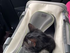 -天使宠物医院·犬猫分诊(彩虹店)