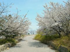-樱花山风景区