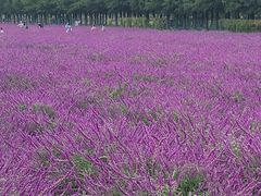 -嘉北郊野公园